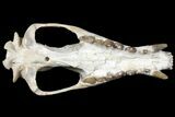 Fossil Hyaenodon Skull - South Dakota #131362-15